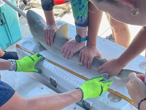 Ben Alleger, College of the Ozarks senior, spent six weeks this summer interning with the Coastal Marine Education and Research Academy (C.M.E.R.A.) in Clearwater, Florida.